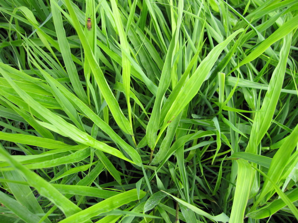 Hakonechloa macra - 9cm pot