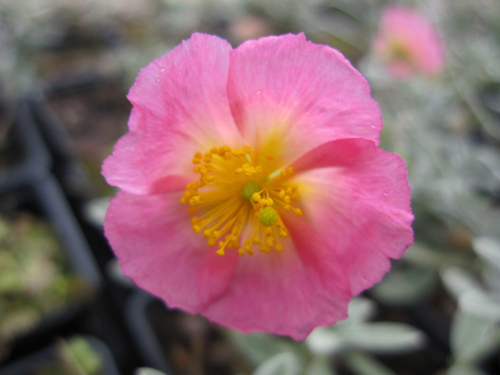 Helianthemum 'Rhodanthe Carneum' (Wisley Pink) - 9cm pot