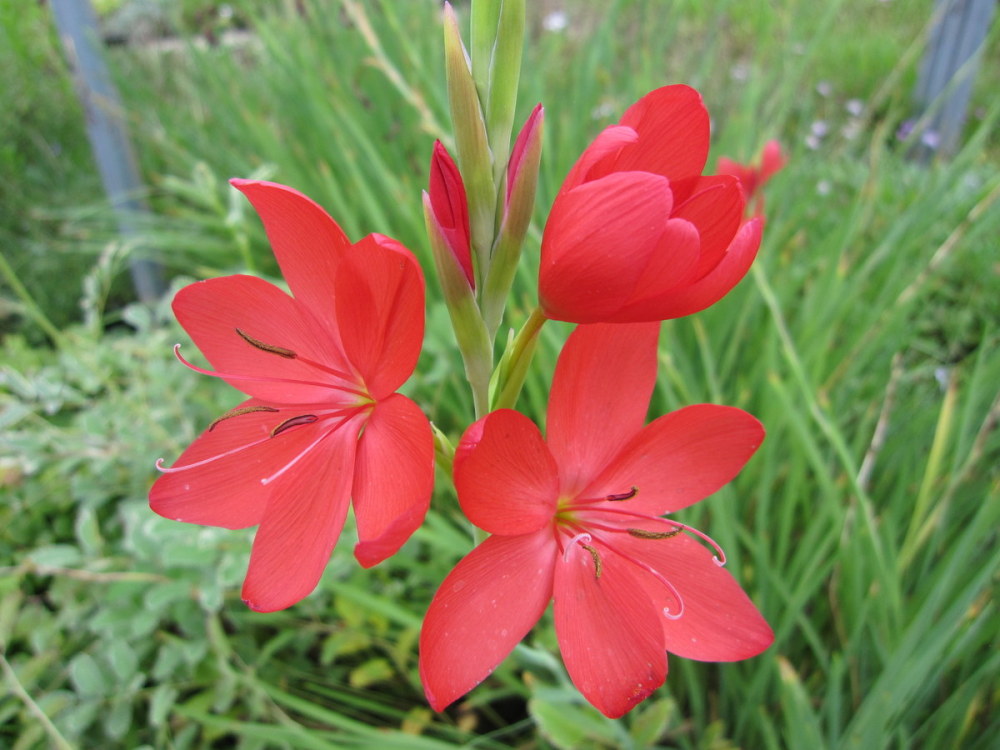 Hesperantha (Schizostylis) coccinea 'Major' - 9cm pot