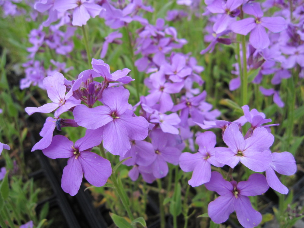 Hesperis matronalis - 9cm pot
