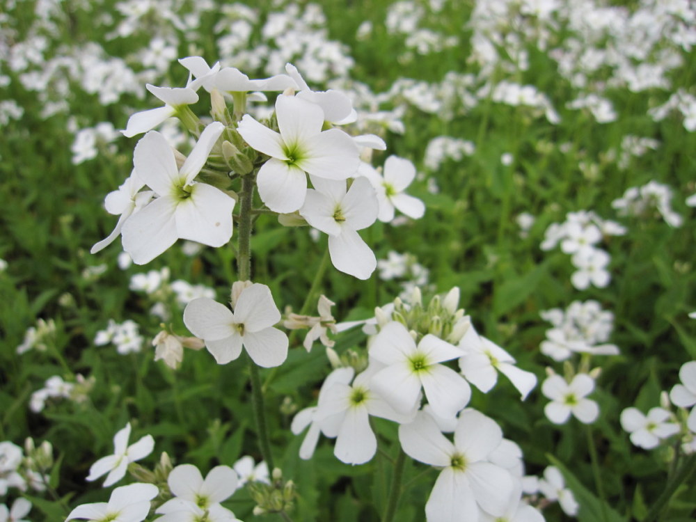 Hesperis matronalis var. albiflora - 9cm pot