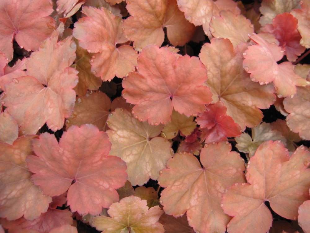 Heuchera 'Cherry Cola' - 9cm pot