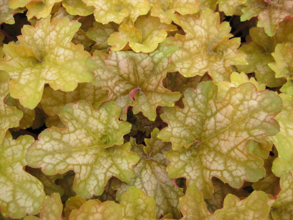 Heuchera 'Ginger Ale' - 9cm pot