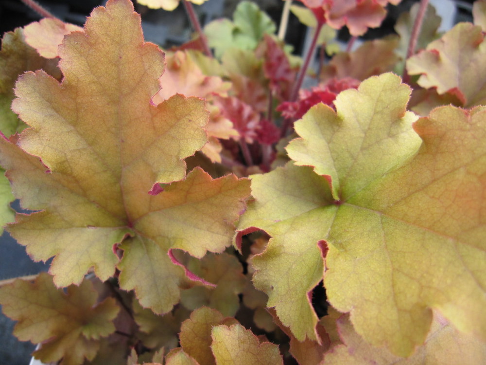Heuchera 'Marmalade' - 9cm pot