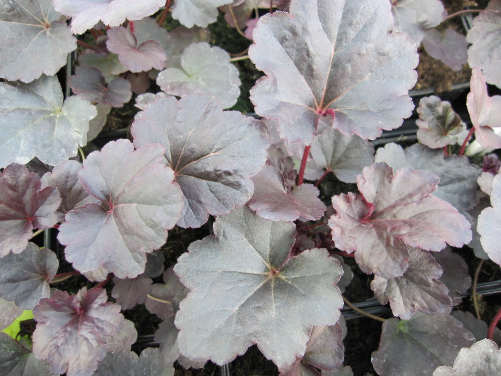 Heuchera 'Obsidian' - 9cm pot