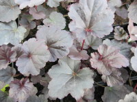 Heuchera Obsidian - 9cm pot