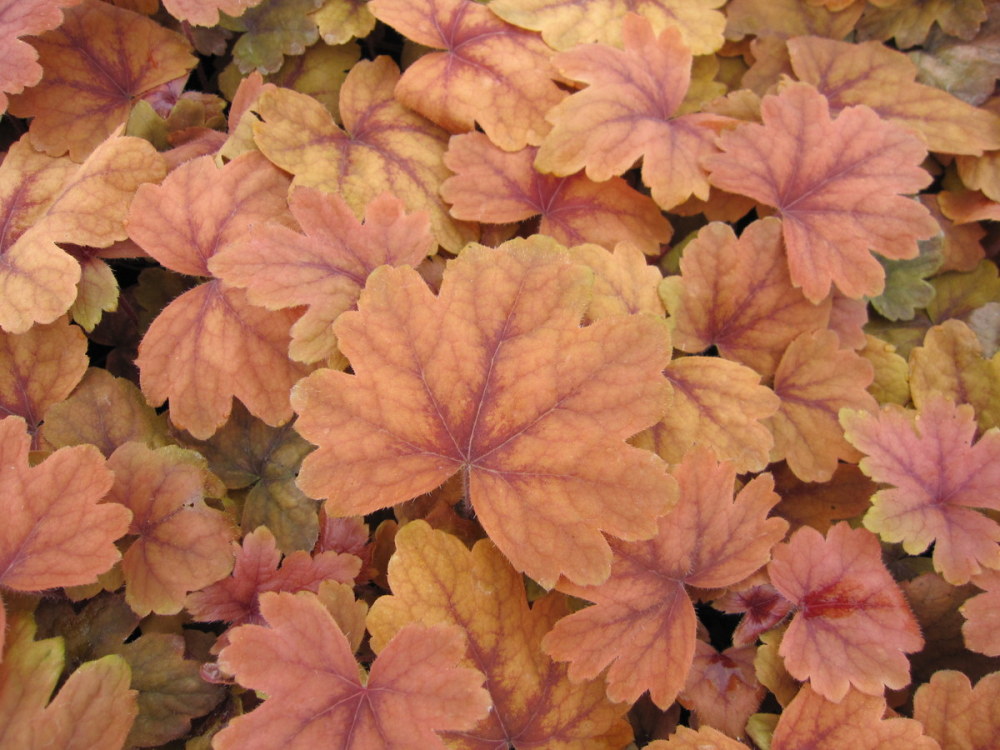 Heucherella 'Sweet Tea' - 9cm pot