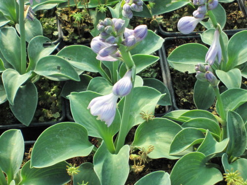 Hosta 'Blue Mouse Ears' - 9cm pot