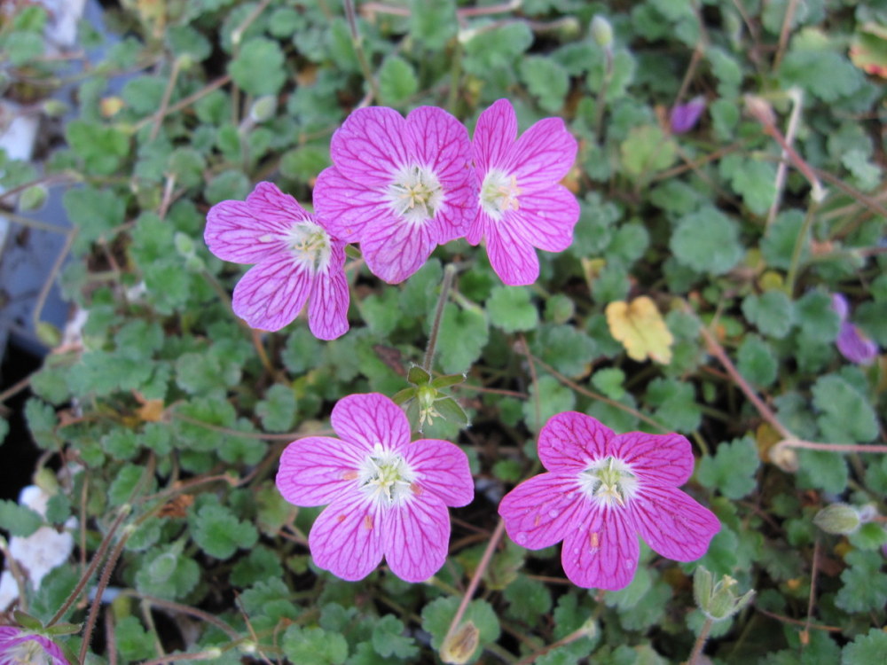 Erodium x variabile 'Bishop's Form' - 9cm pot