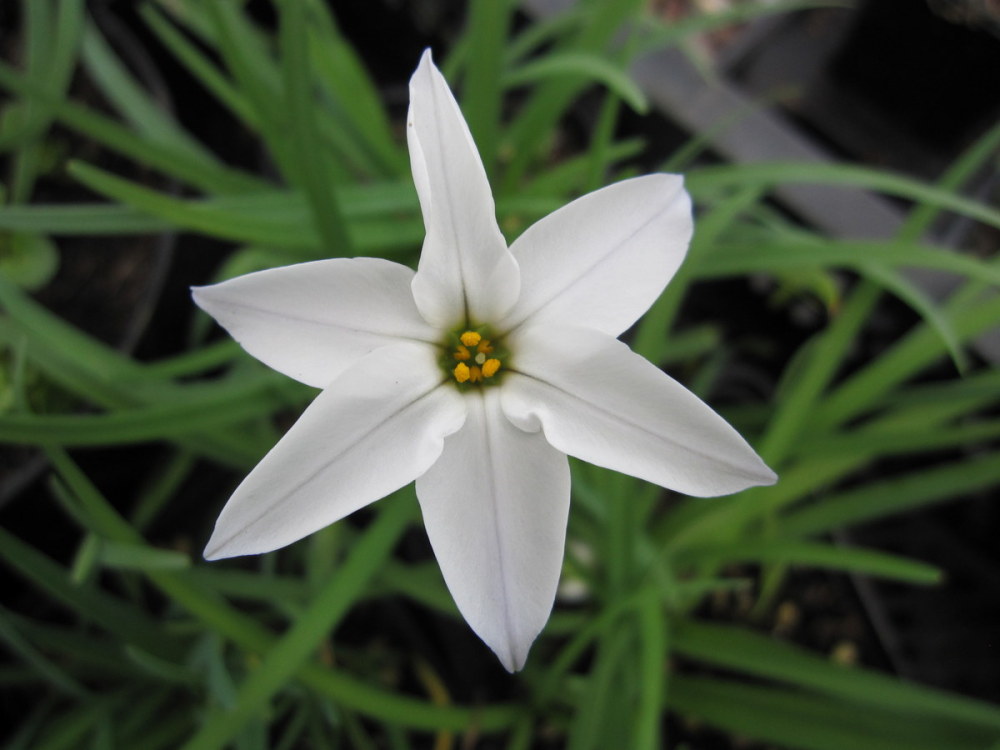Ipheion 'Alberto Castillo' - 9cm pot