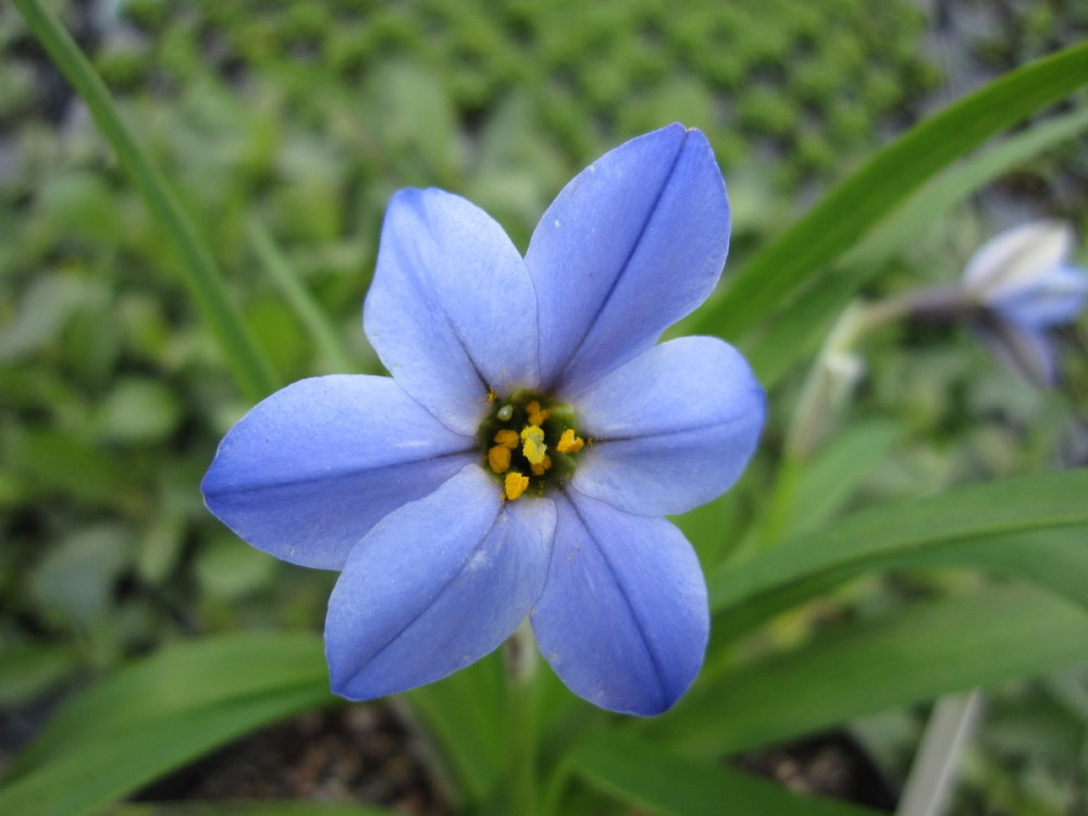 Ipheion 'Jessie' - 9cm pot