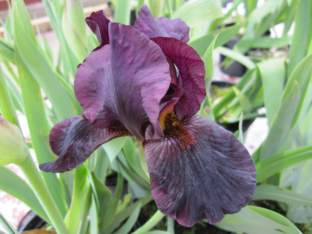 Iris 'Langport Wren' (Intermediate Bearded) - 3 litre pot