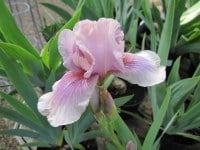 Iris Raspberry Blush (Intermediate Bearded) - 3 litre pot