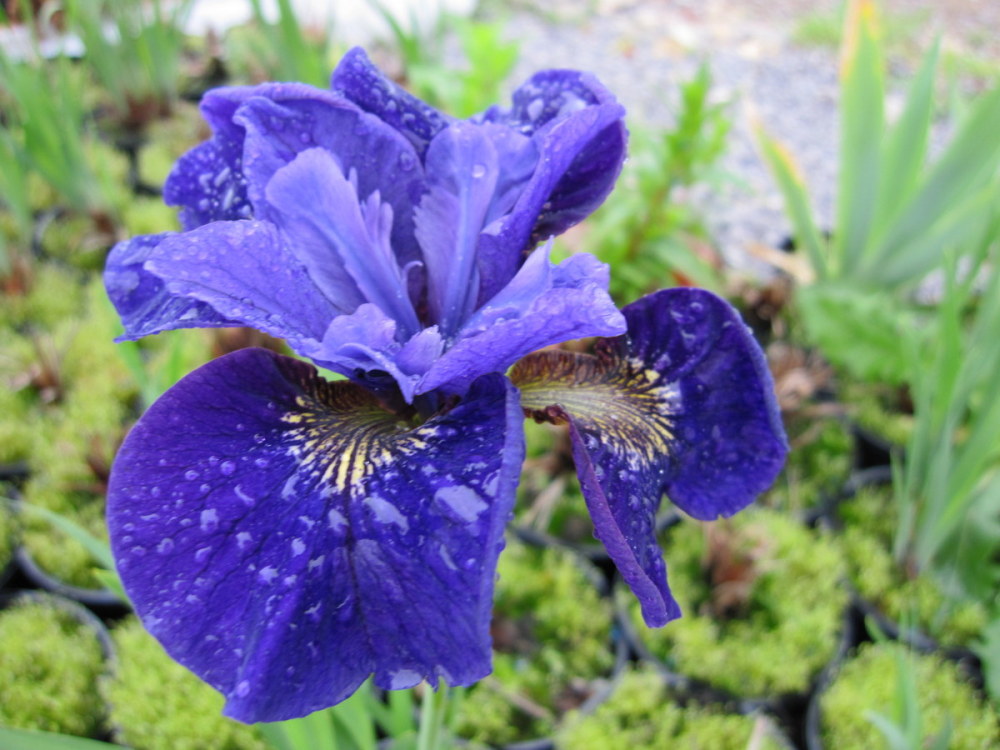 Iris sibirica 'Ruffled Velvet' - 2 litre pot