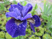 Iris sibirica Ruffled Velvet - 2 litre pot