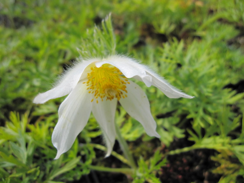 Pulsatilla vulgaris 'Alba' - 9cm pot