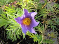 Pulsatilla vulgaris - 9cm pot