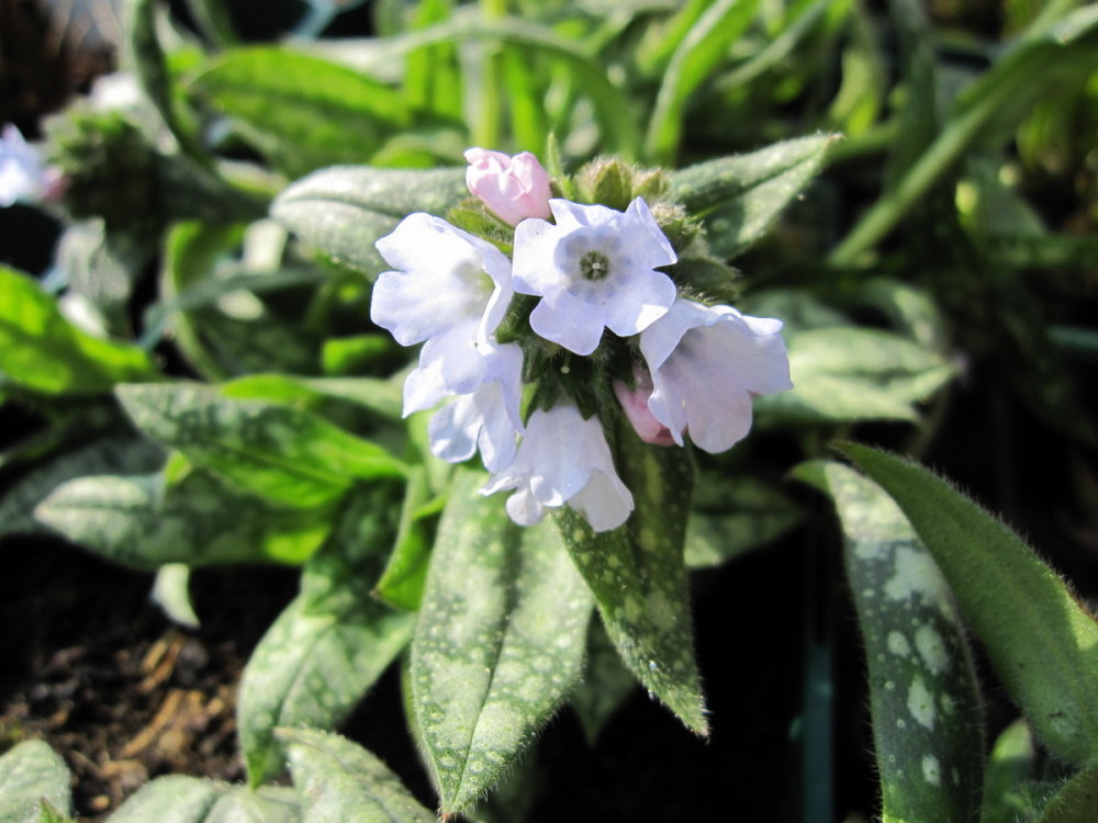 Pulmonaria Opal - 9cm pot