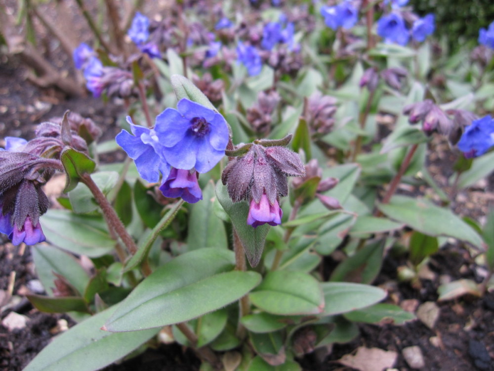 Pulmonaria 'Blue Ensign' - 9cm pot