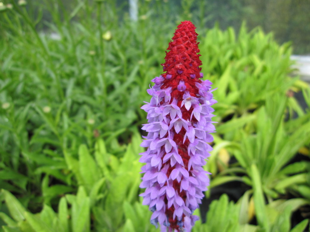 Primula vialii - 9cm pot