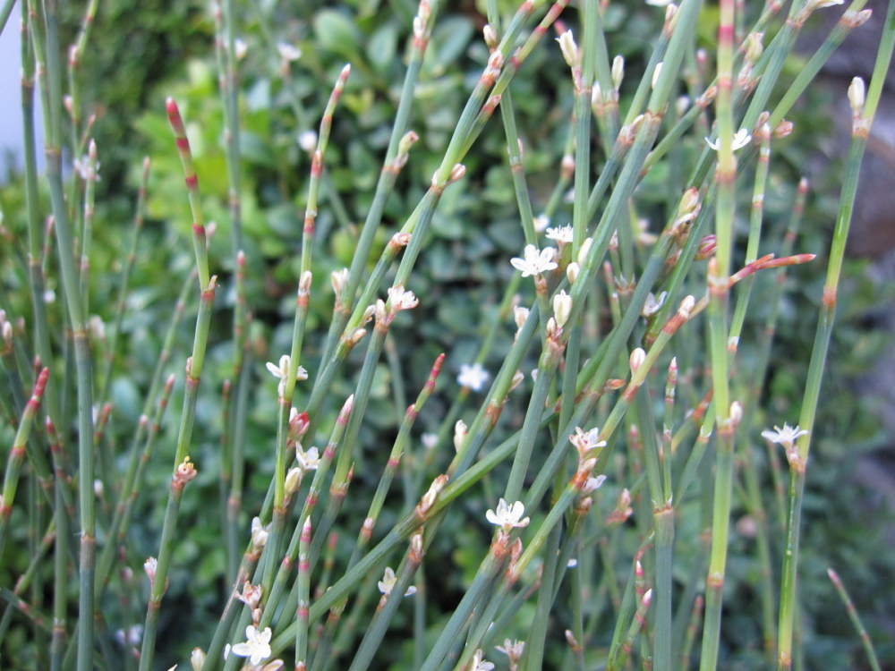 Polygonum scoparium - 9cm pot