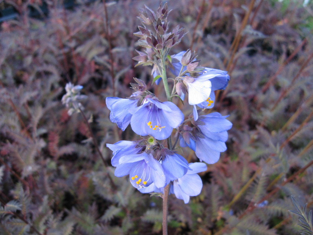 Polemonium yezoense var. hidakanum Bressingham Purple - 9cm pot