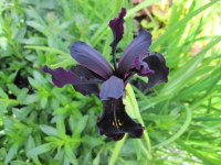 Iris chrysographes black-flowered - 9cm pot