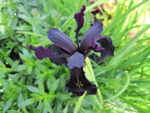 Iris chrysographes black-flowered' - 9cm pot