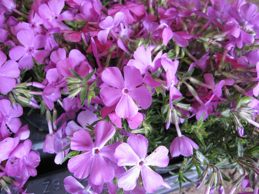 Phlox subulata 'McDaniel's Cushion' - 9cm pot