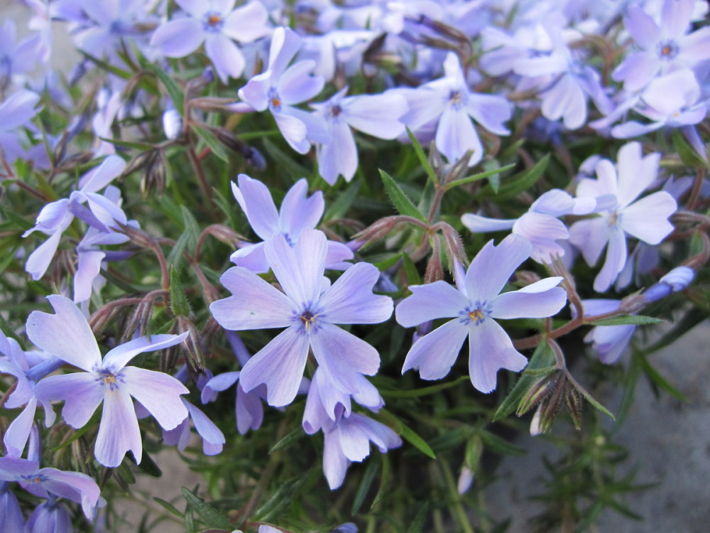 Phlox subulata 'Emerald Cushion' - 9cm pot