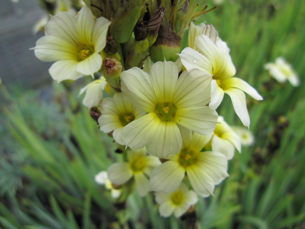 Sisyrinchium striatum - 9cm pot