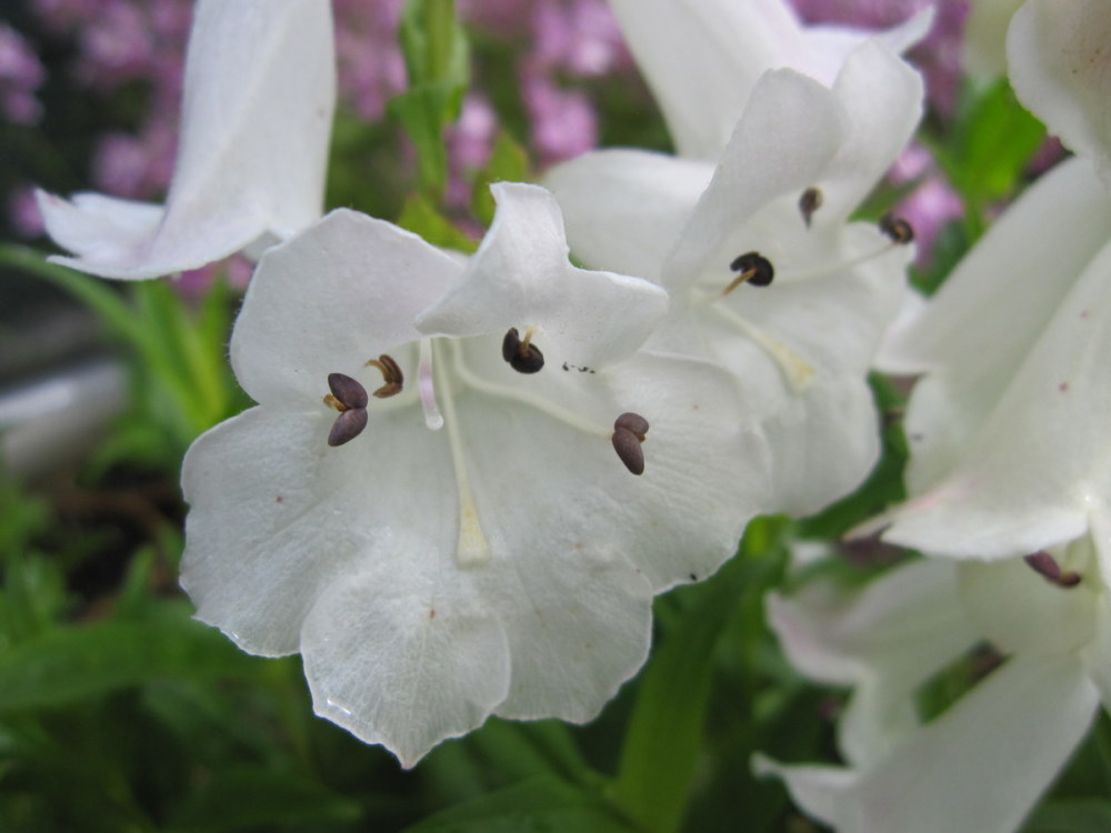 Penstemon White Bedder (Snow Storm) - 2 litre pot
