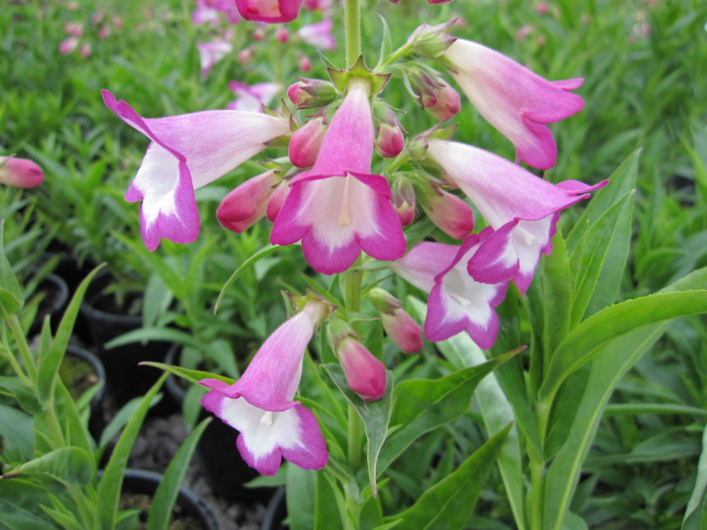 Penstemon 'Pensham Laura' - 2 litre pot