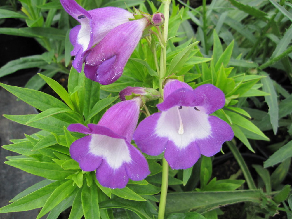 Penstemon 'Pensham Czar' - 2 litre pot