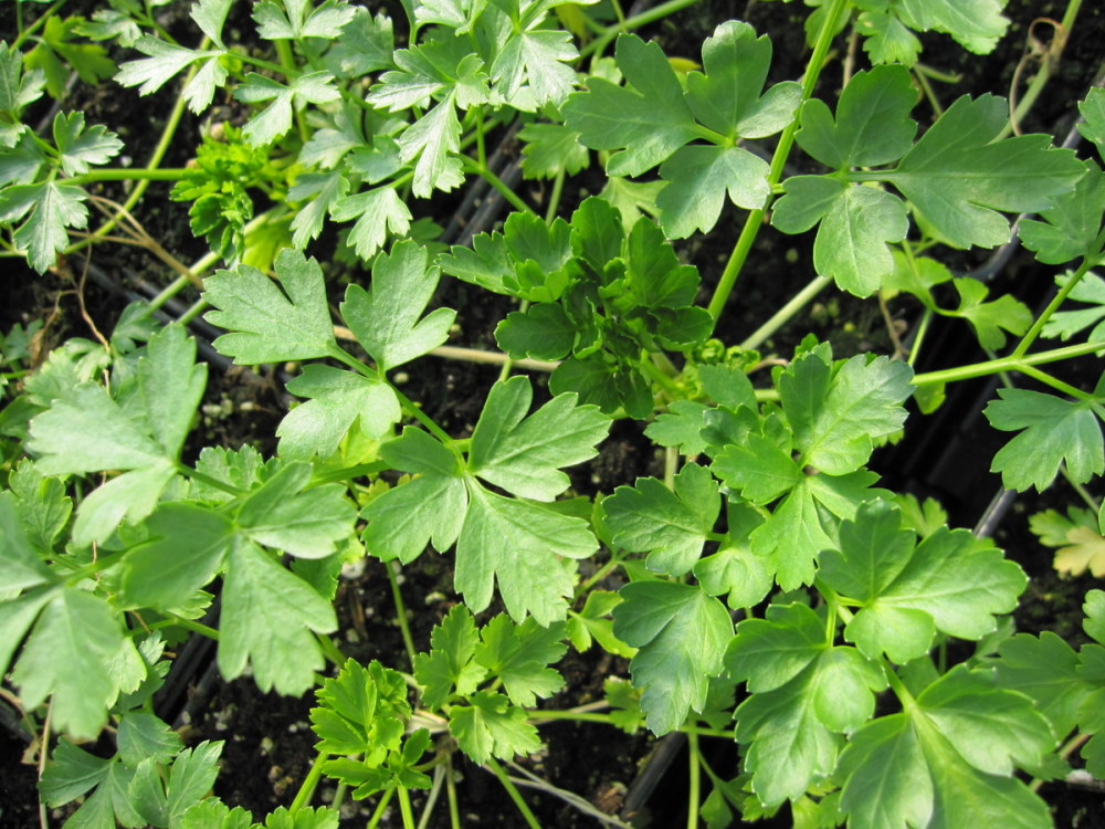 Parsley, Plain - 9cm pot
