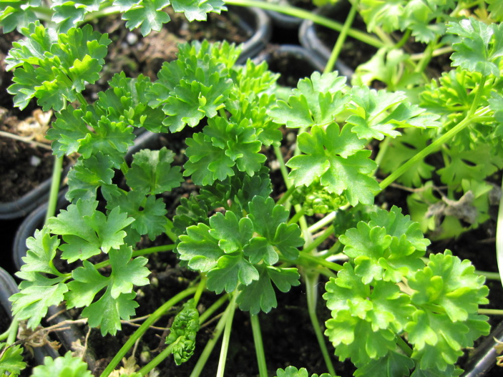 Parsley, Curled - 9cm pot