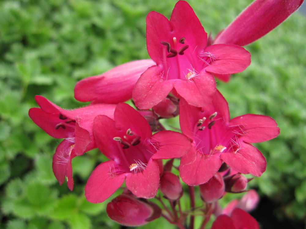 Penstemon 'Andenken an Friedrich Hahn' (Garnet) - 2 litre pot