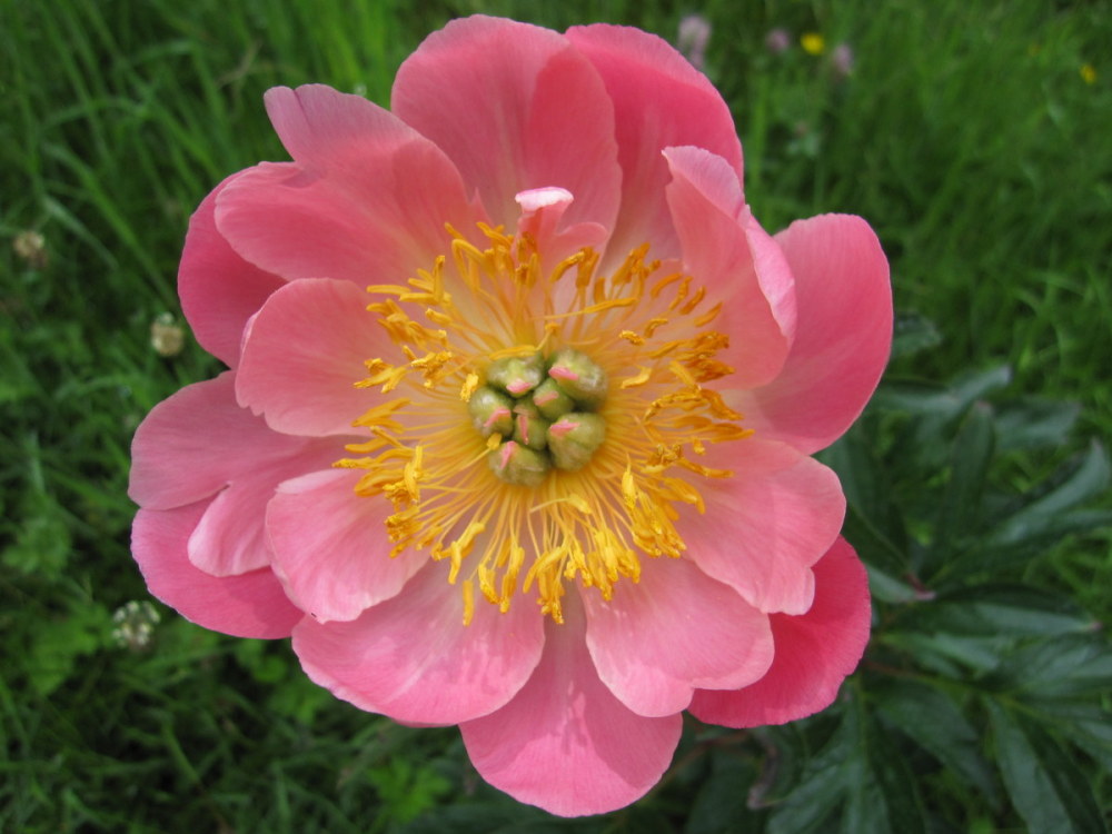 Paeonia 'Pink Hawaiian Coral' - 3 litre pot