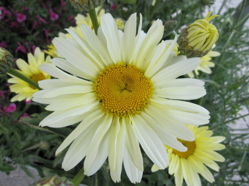Leucanthemum x superbum 'Banana Cream' - 2 litre pot