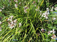 Libertia grandiflora - 9cm pot