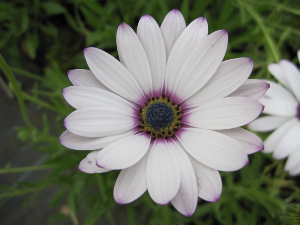 Osteospermum 'Lady Leitrim' - 2 litre pot