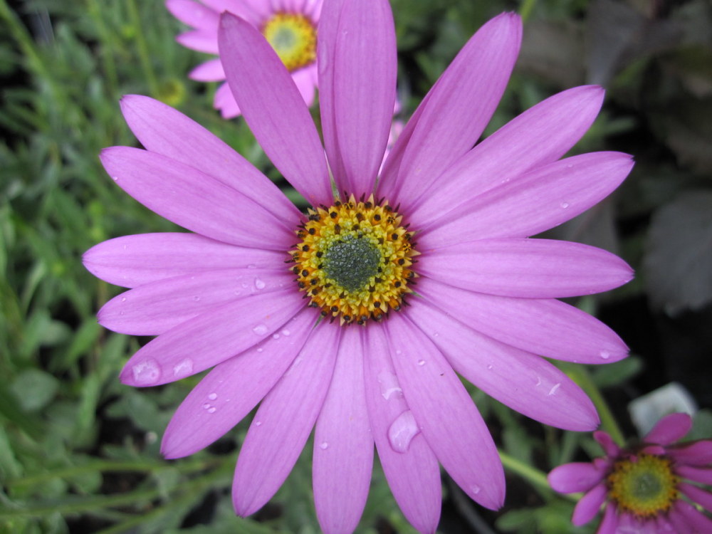 Osteospermum jucundum var. compactum - 9cm pot