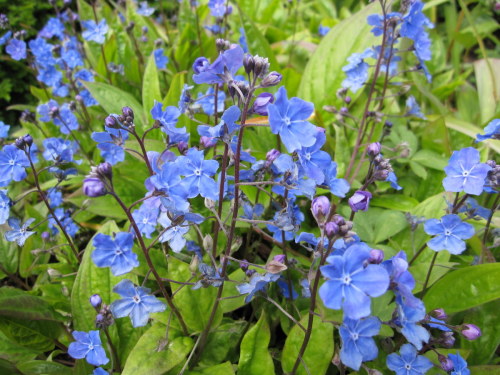 Omphalodes cappadocica 'Cherry Ingram' - 9cm pot