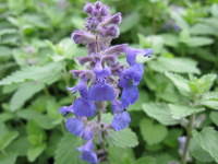 Nepeta x faassenii - 9cm pot