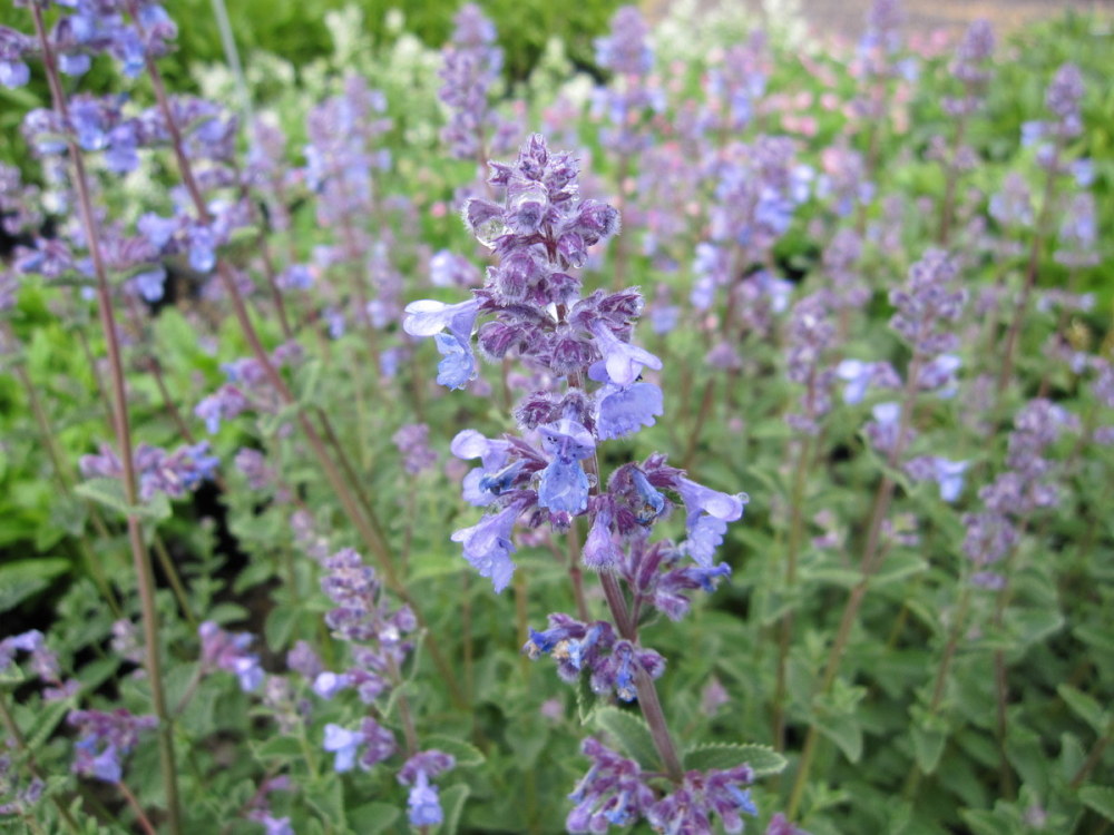Nepeta 'Six Hills Giant' - 2 litre pot