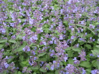 Nepeta racemosa Walker's Low - 9cm pot