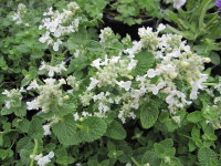 Nepeta racemosa Snowflake - 9cm pot