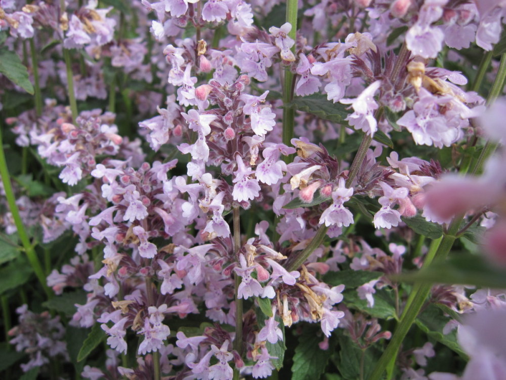 Nepeta racemosa 'Amelia' - 2 litre pot