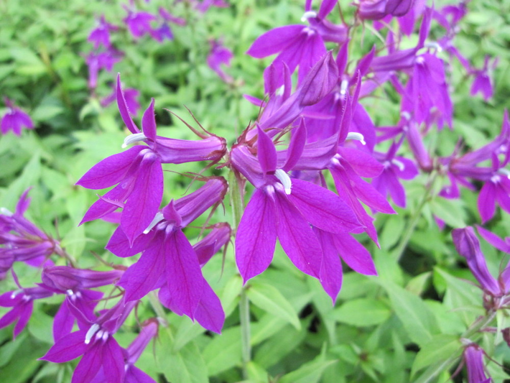 Lobelia x speciosa 'Hadspen Purple' - 9cm pot