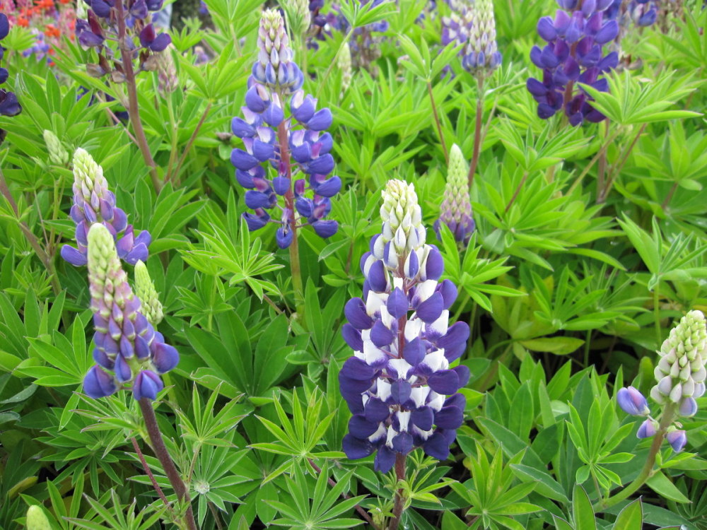 Lupinus 'Gallery Blue' - 9cm pot